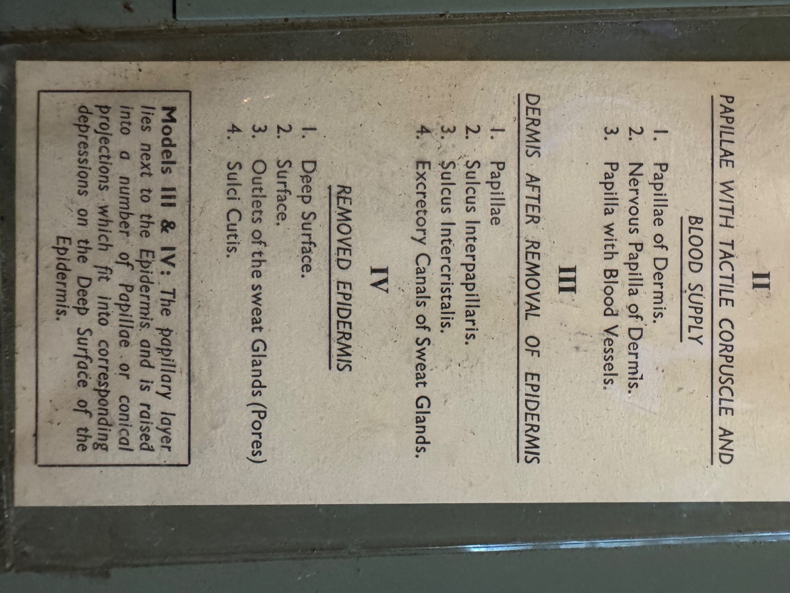 Vintage anatomical model of SKIN Hair follicle & sweat glands