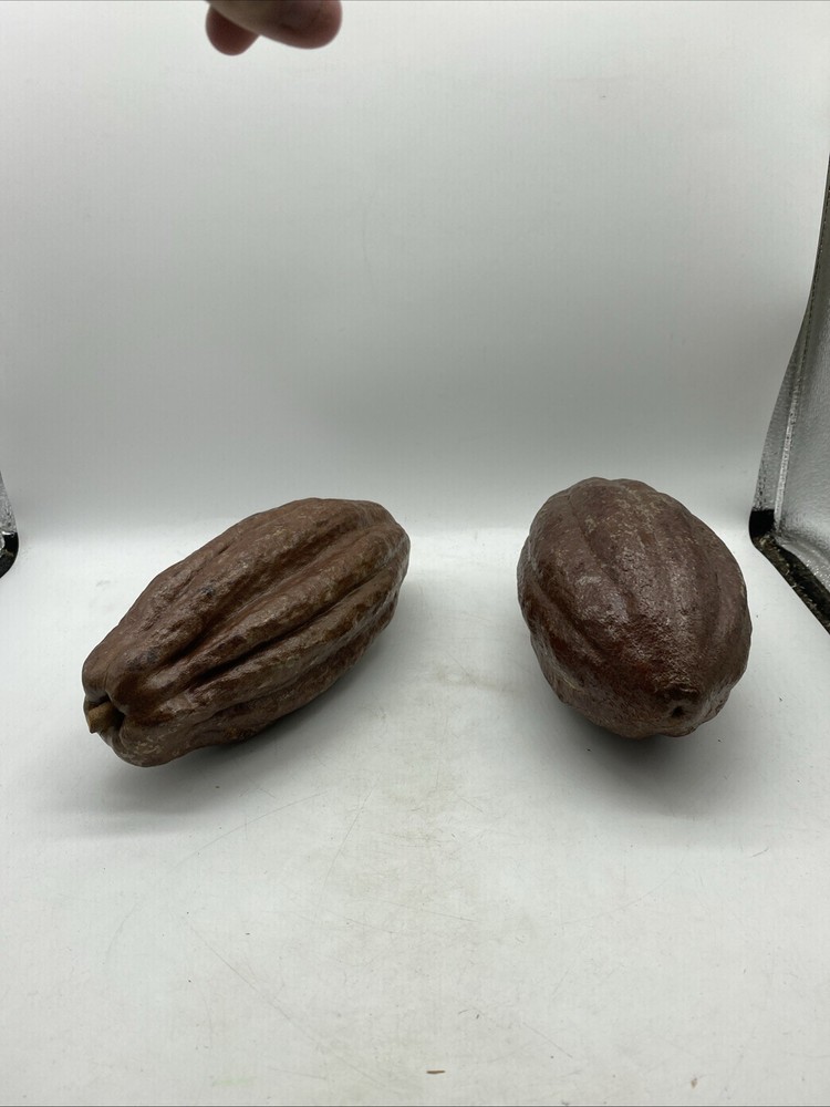 Authentic Cacao Shells From A Senior Hershey Executives Office/Collection 13