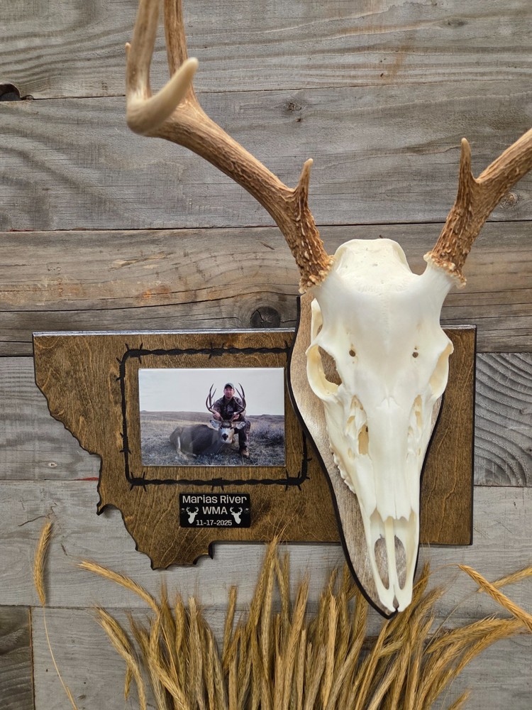 European skull state mount
