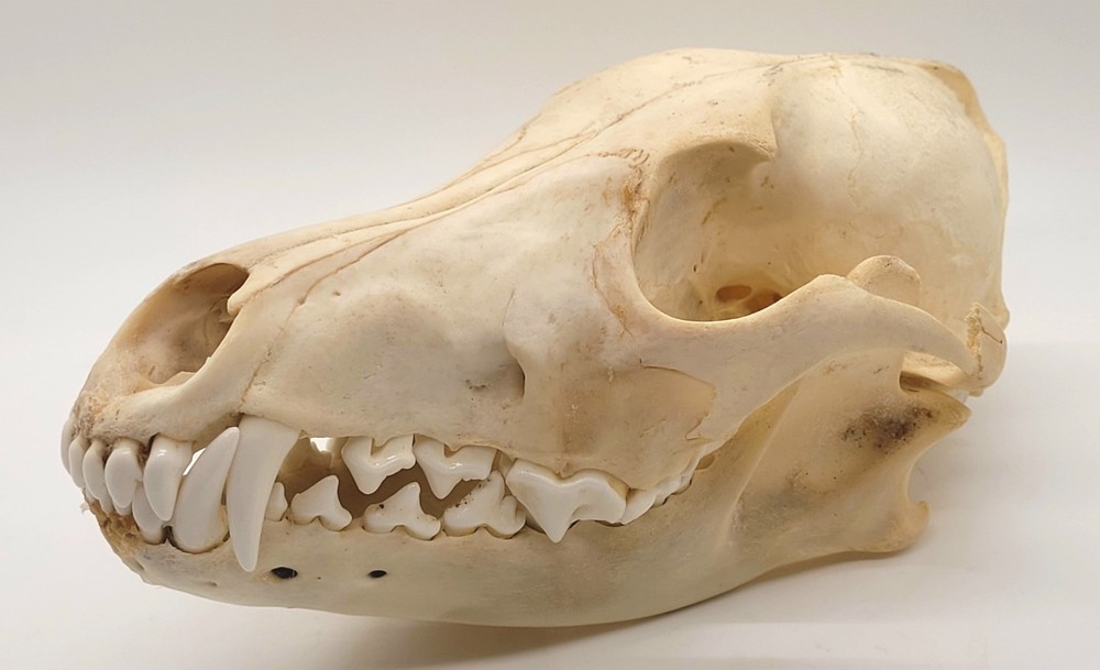 Authentic Coyote Skull, Excellent Condition - Ethically Sourced