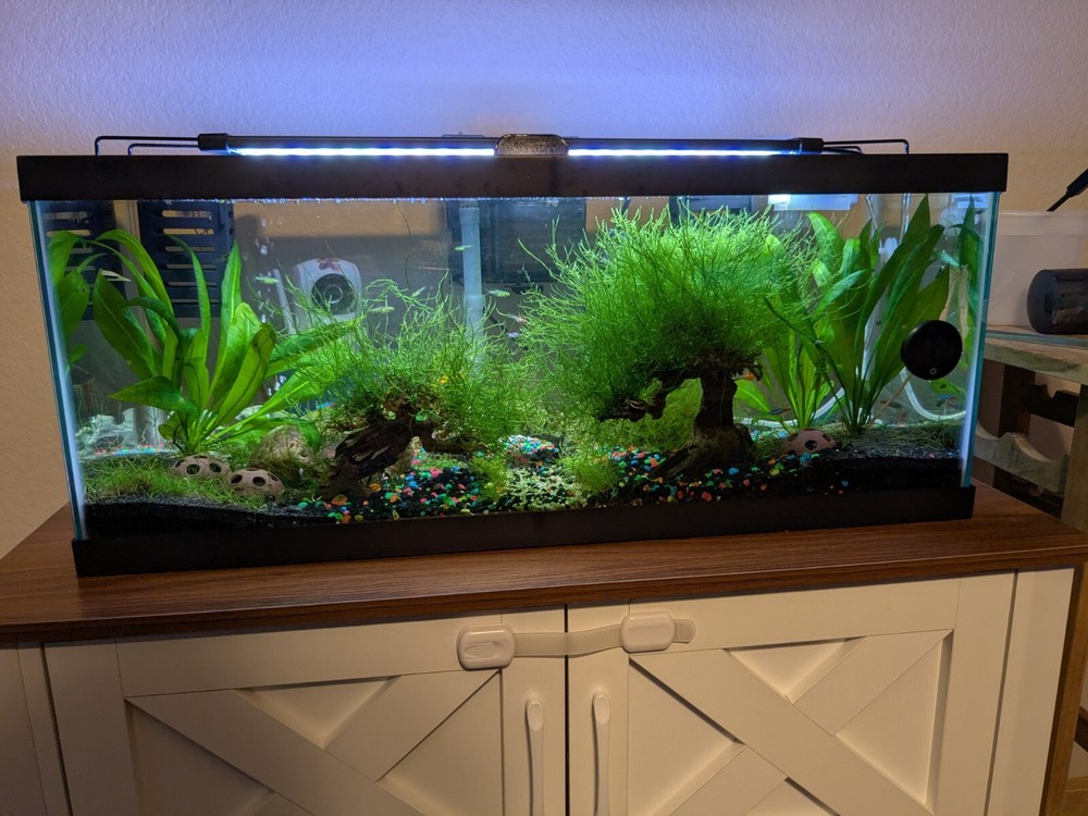 1 Bag Of Java Moss, Aquarium.