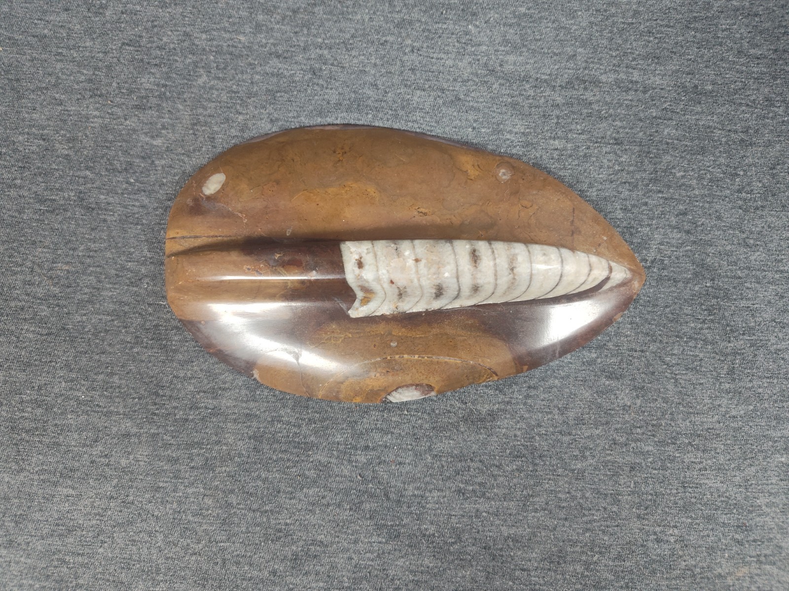 Large 7" Polished Orthoceras Fossil Specimen - Morocco 400MYO Prehistoric Decor