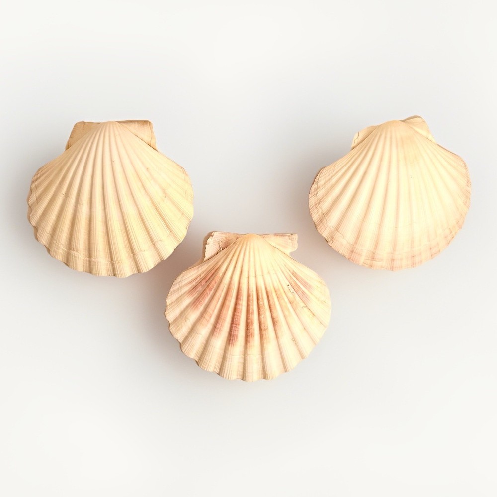 Three Clam Shells 4 Inch Width