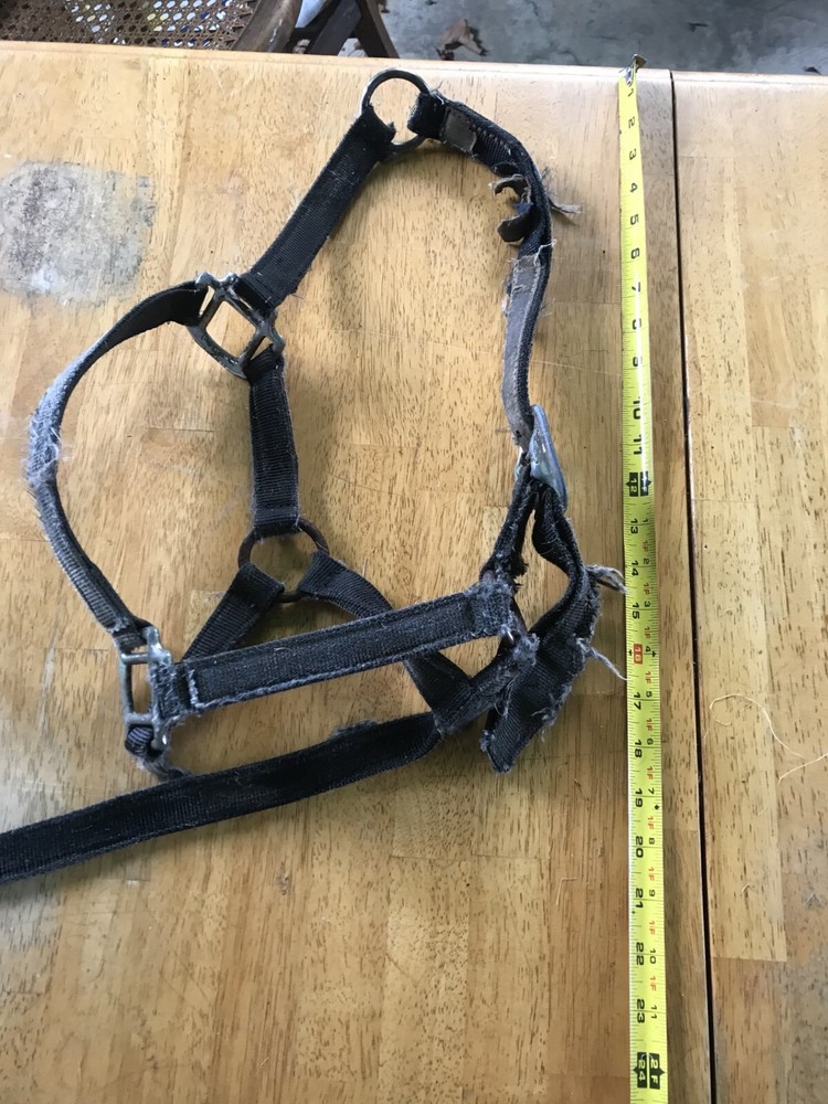 horse halter