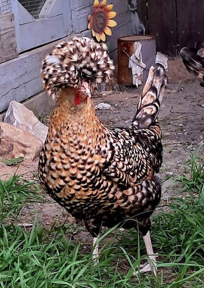 6 Candy Corn Polish Hatching Eggs *NPIP CERTIFIED*