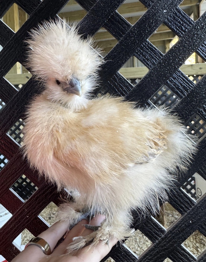 Lemon Cuckoo Silkie Hatching Eggs (12)