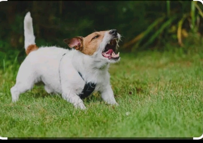 ultrasonic bark control device, New In Opened Box.