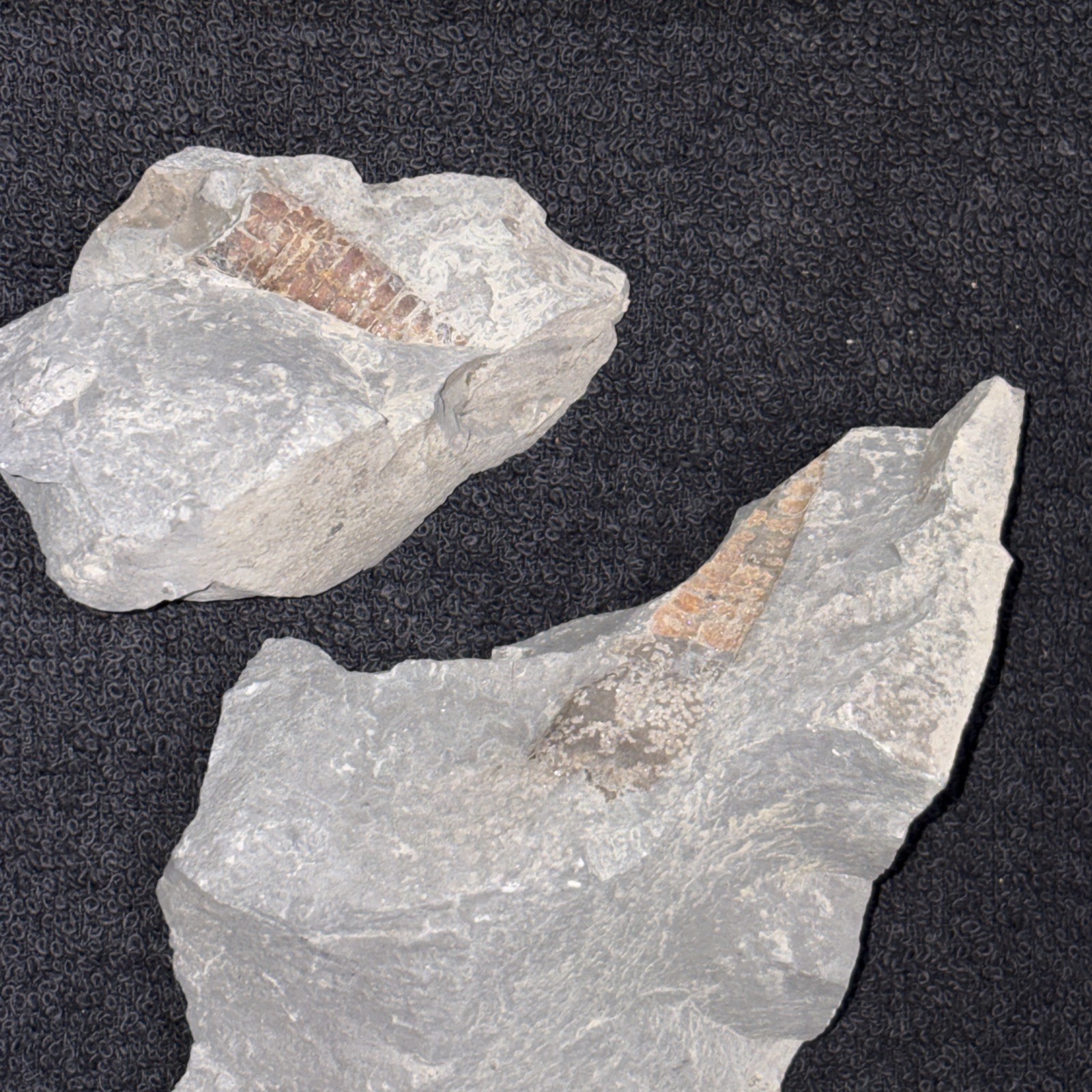 Pyritized Somewhat Oxidized Straight Cephalopod 2 Pieces Needs Gluing Then Prep