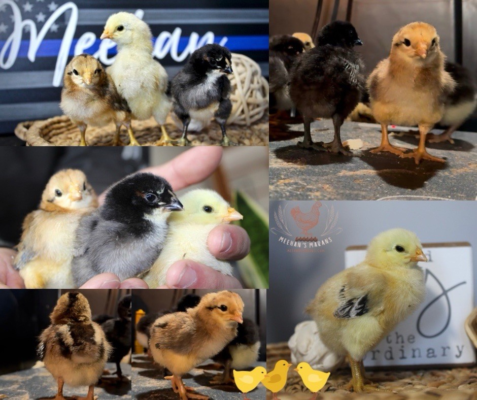 Bruges Fighter Hatching Eggs (12)