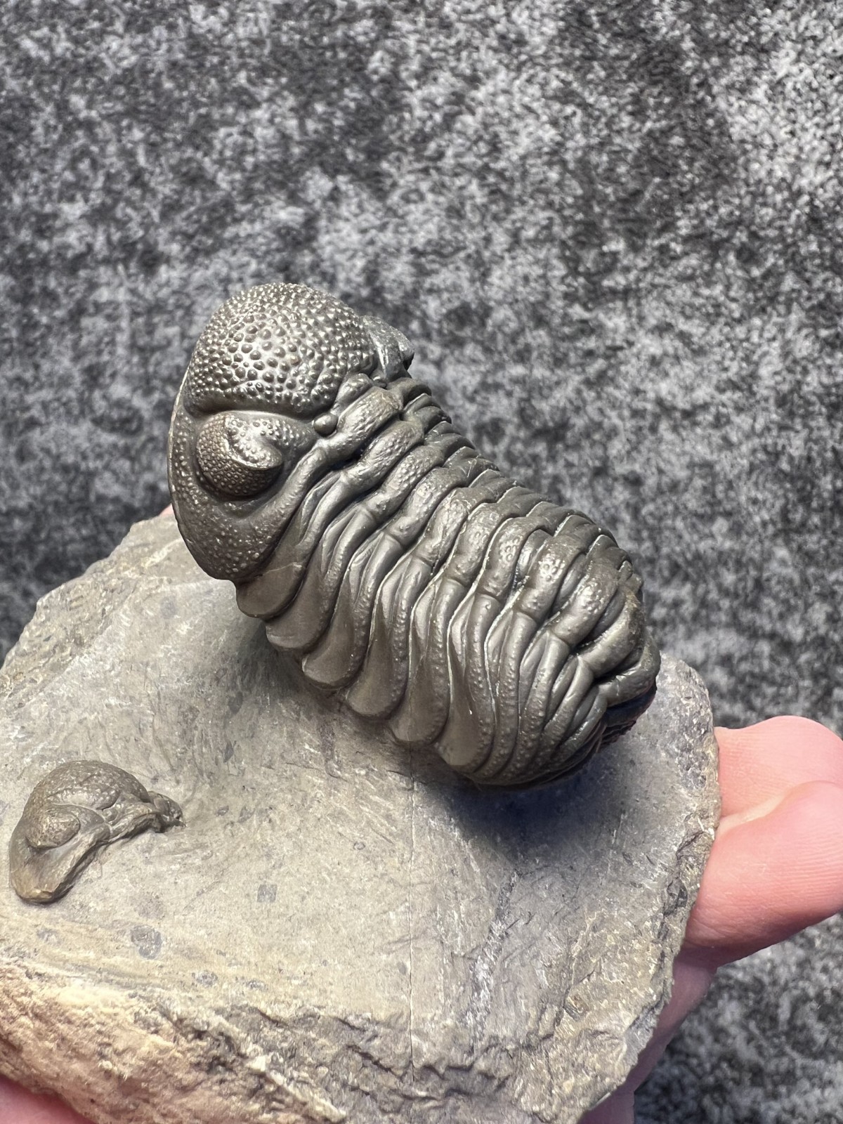 Moroccops sp. Trilobite Fossil – Attractive Collector Specimen