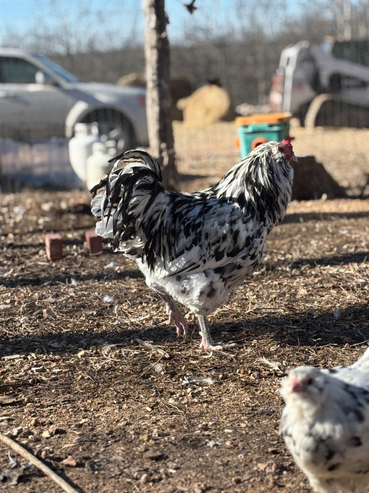 ermine ameraucana hatching eggs 12 pack