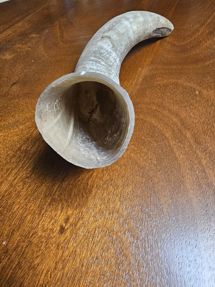 Horn from Cow in Texas