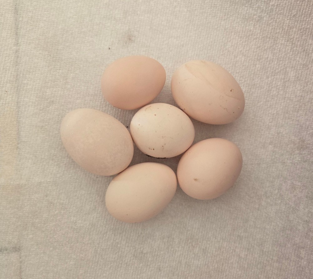 12+ A Dozen Serama Chicken Hatching Eggs Mini Chicken