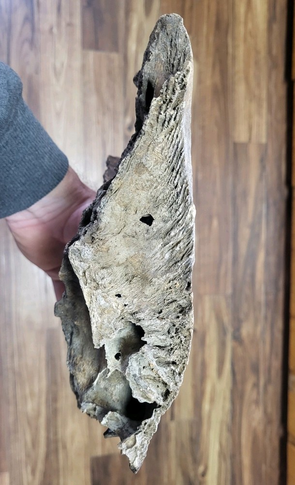 Historic Large Bison Horn Core Partial Skull river find
