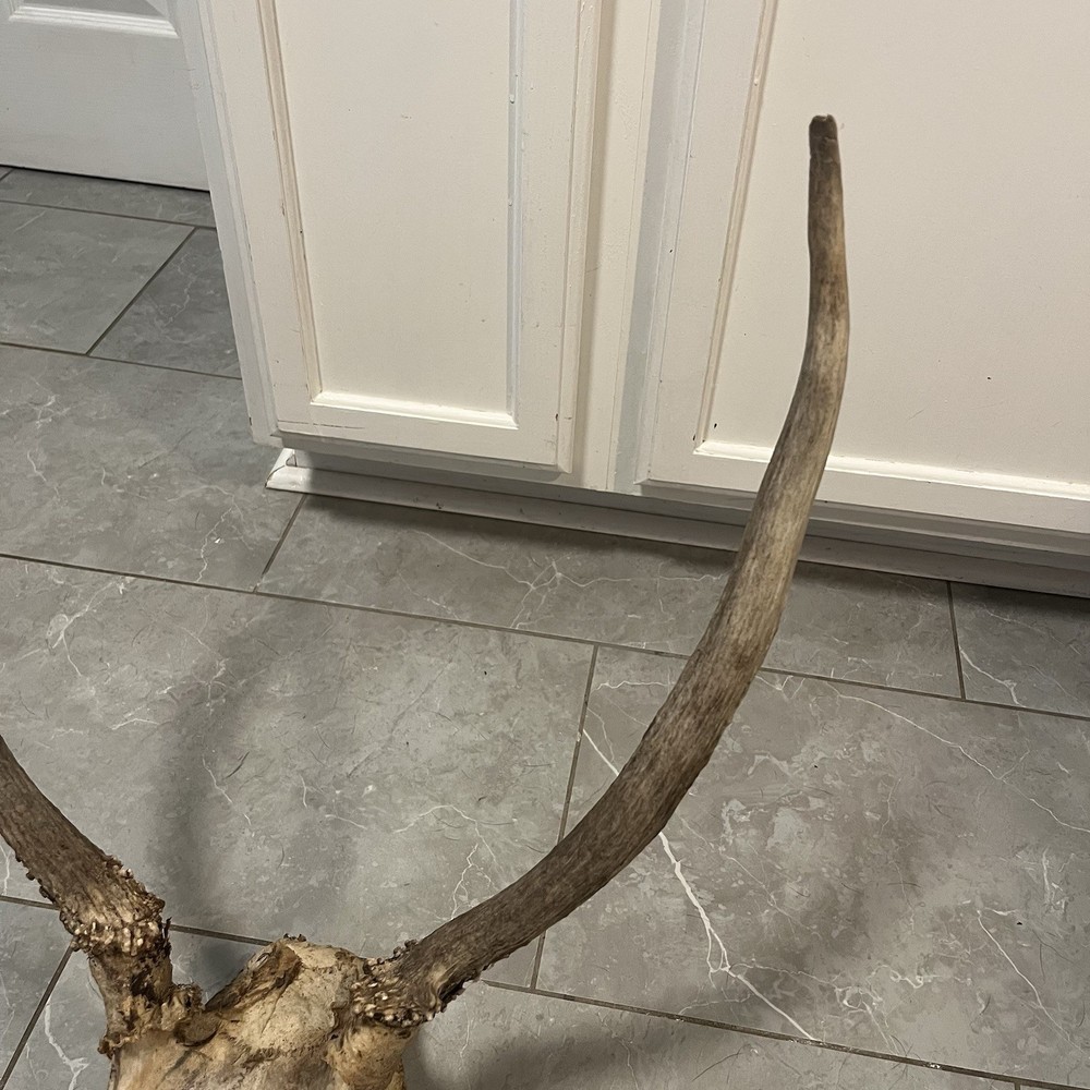 Genuine Weathered Elk Antlers/Mount- Rustic Decor