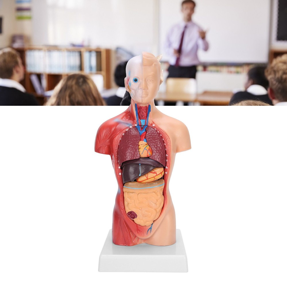 28cm Human Torso Model Detachable Internal Organs Teaching Anatomical Assembly