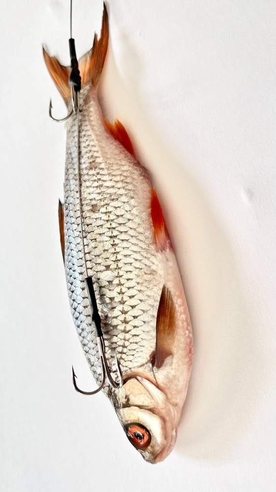 Pike Dead Bait Float Rigs Fishing Kit Including Trace Hooks Float - UK POST