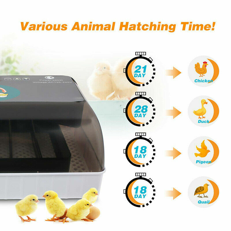 Automatic Egg Incubator for Hatching Eggs 12 Eggs Incubator Automatic Egg Turn