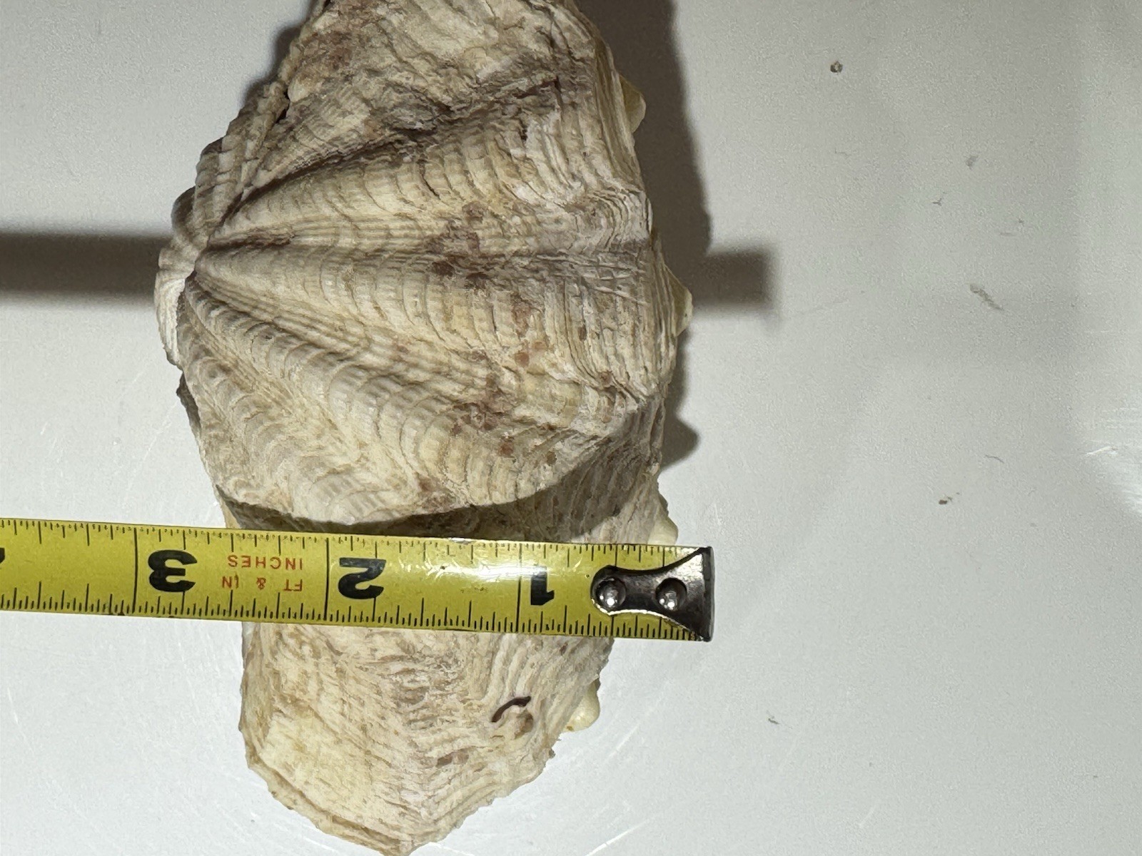 Clam Shell Tridacna Gigas Set Pair Both Valves 6” Complete