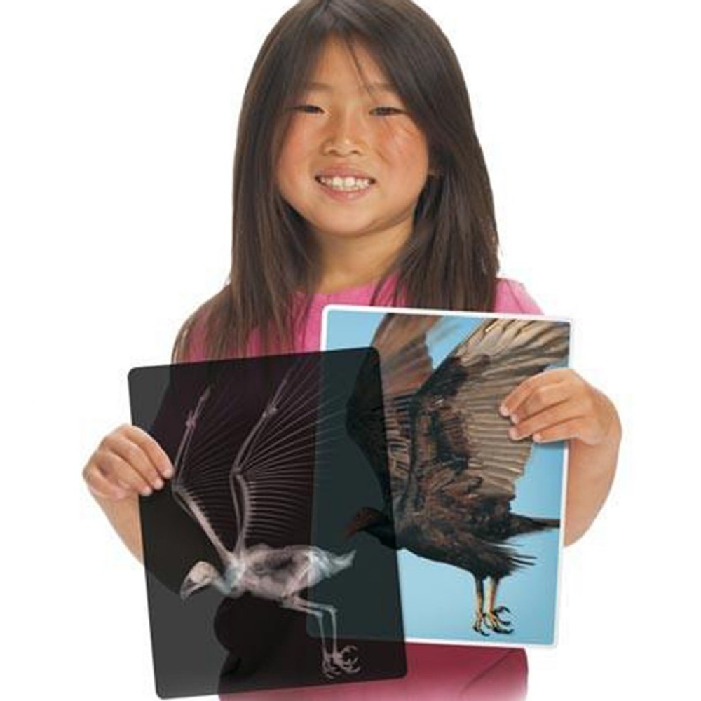 Roylco Animal X-Rays