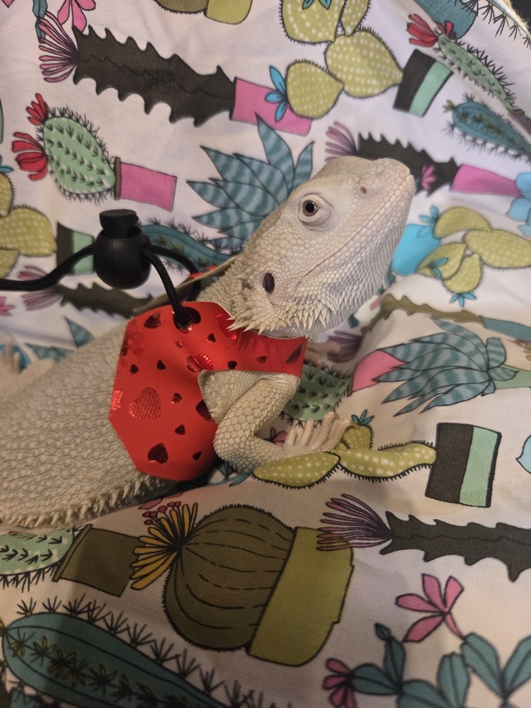 Harness For BEARDED DRAGONS