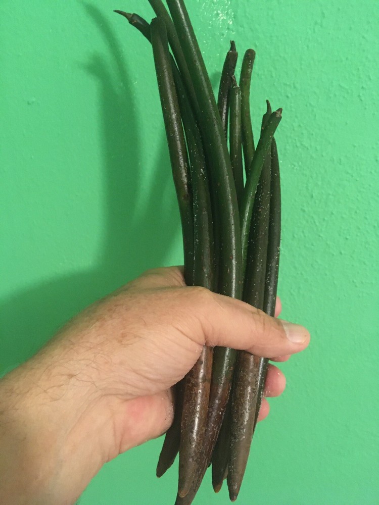 3 Florida mangrove seeds