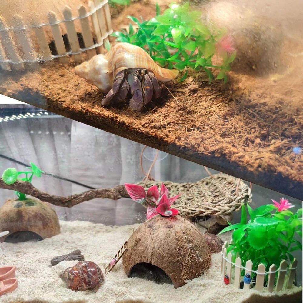 6 PCS Hermit Crab Shells Medium Large XLarge Growth Turbo Seashells
