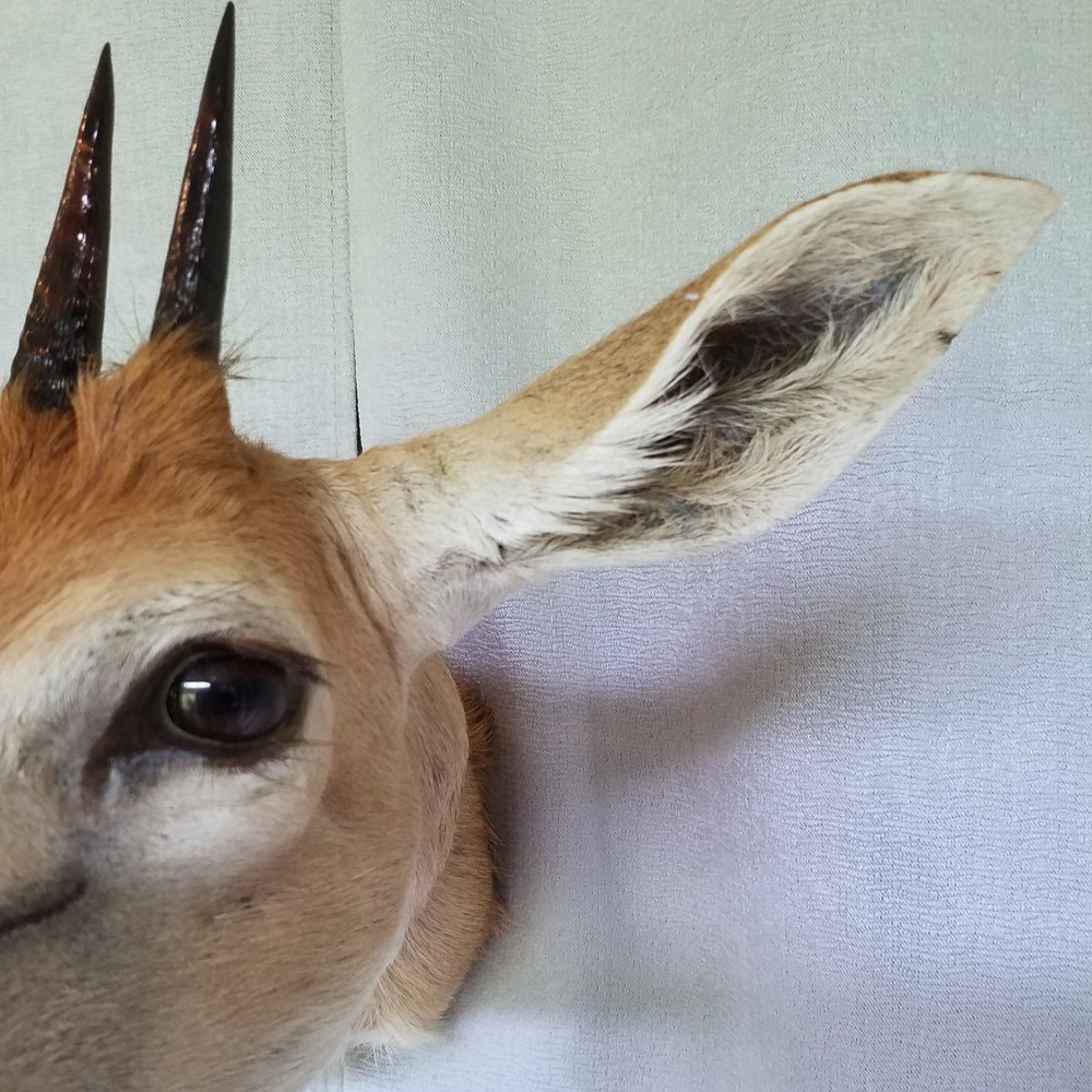 Duiker - Unusual Side-Sneak Pose