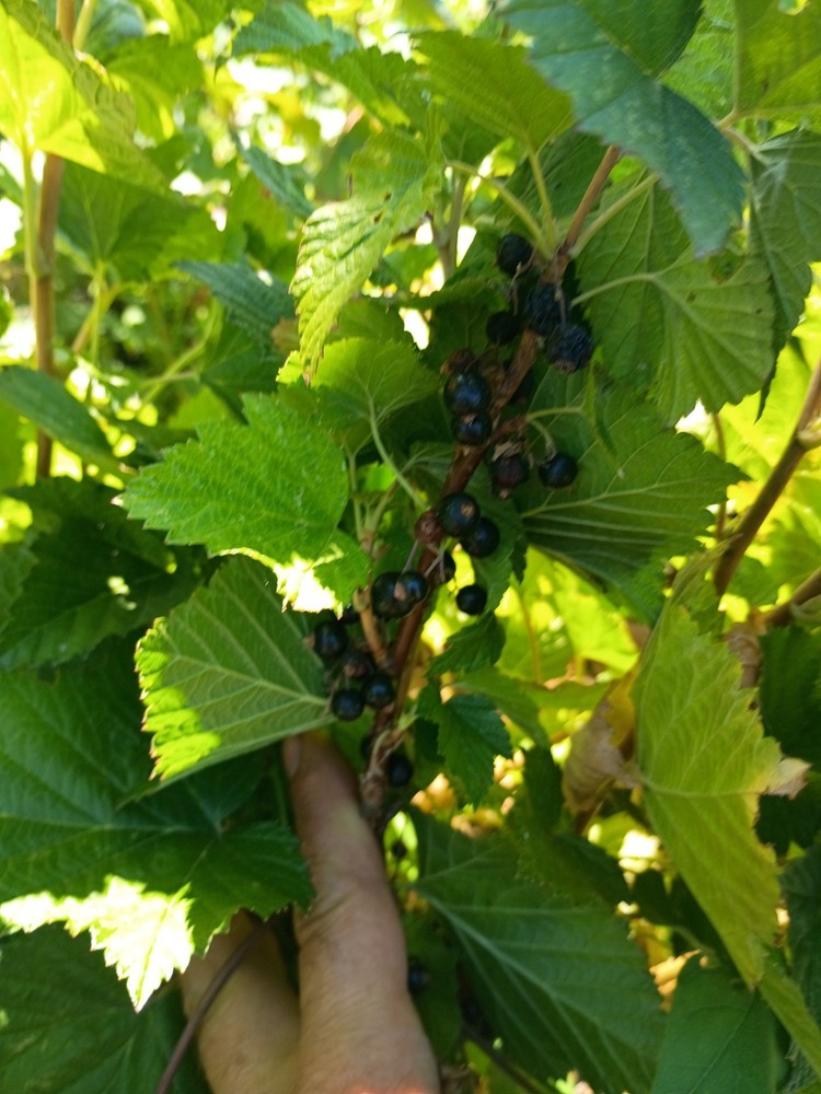 Black Currant Plant - Tiben