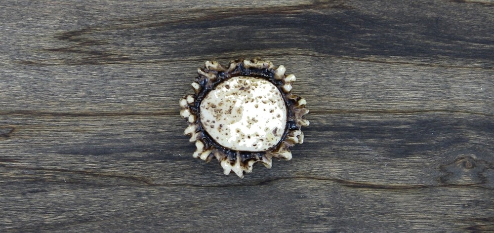 Old River Antler Drawer Cabinet Knobs 4 Pack with 2 Sizes of Screws