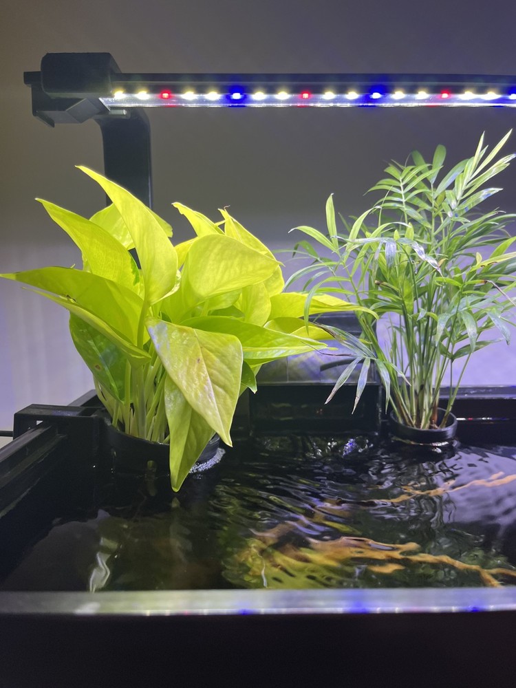 Aquarium Plant Holder-Adjustable Height