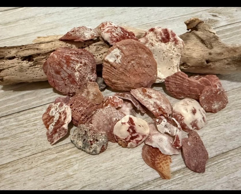 Sea Shells From Southeast Florida Coast
