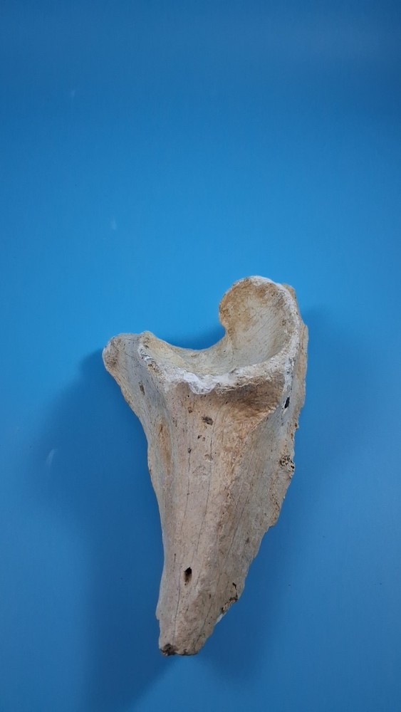 Fossil Horse Pelvic Ice Age
