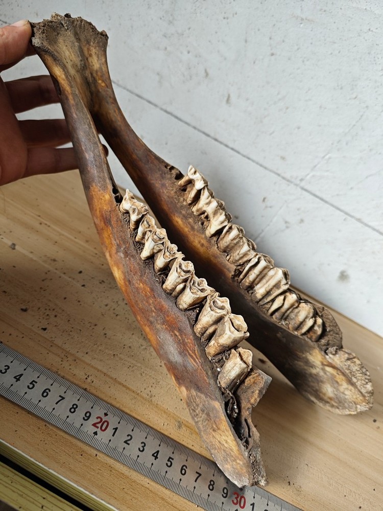 Exquisite fossilized teeth from the Ice Age - Ancient fossil specimens