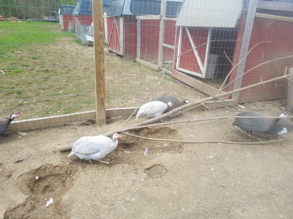 Guinea Fowl Hatching Eggs 24 + Eggs! Multi Colored Flock Natural Tick Control