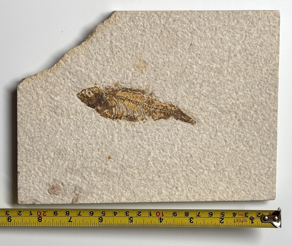 Knightia Fossil Fish Plate, Eocene Era