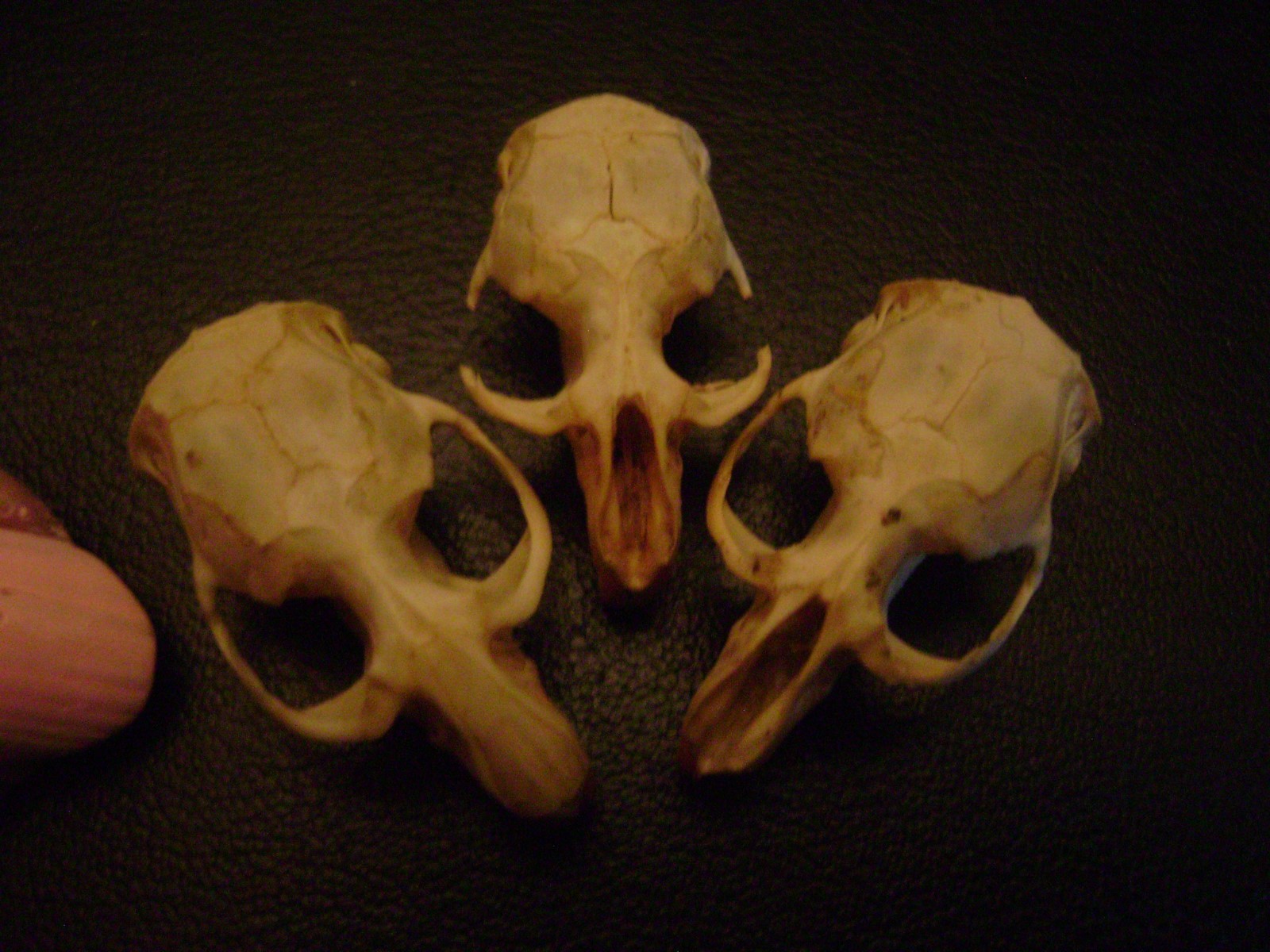 3 BLIND MICE real rat skulls HALLOWEEN CRAFTS taxidermy display BONES animal lot
