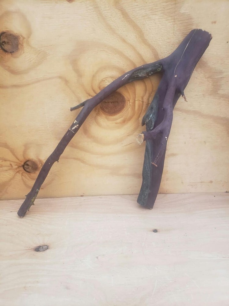 20" Red forked Manzanita branch #35