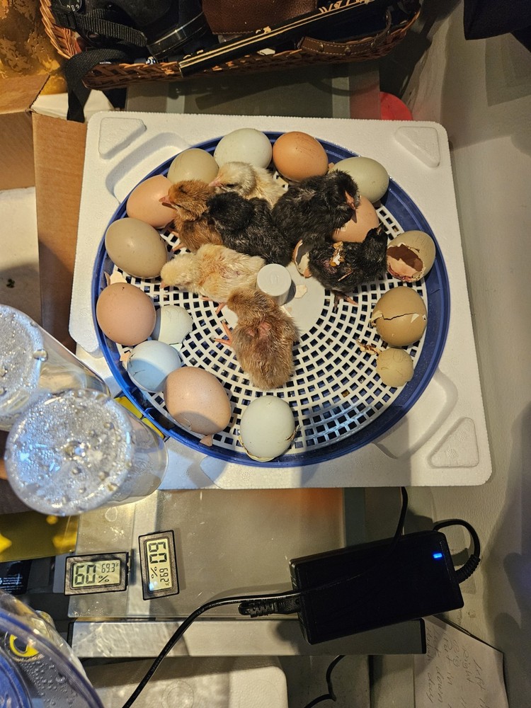 Barnyard Mix Fresh Hatching Eggs From Free Range Chickens