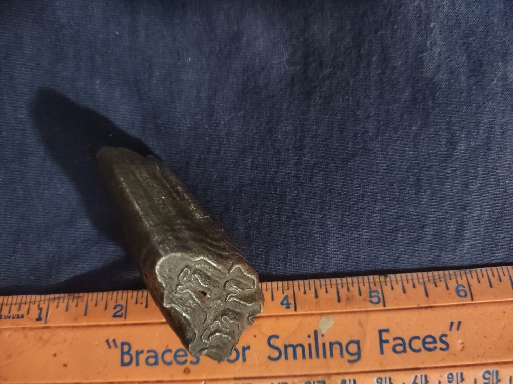 Florida Fossil Bison Tooth Pleistocene Extinct
