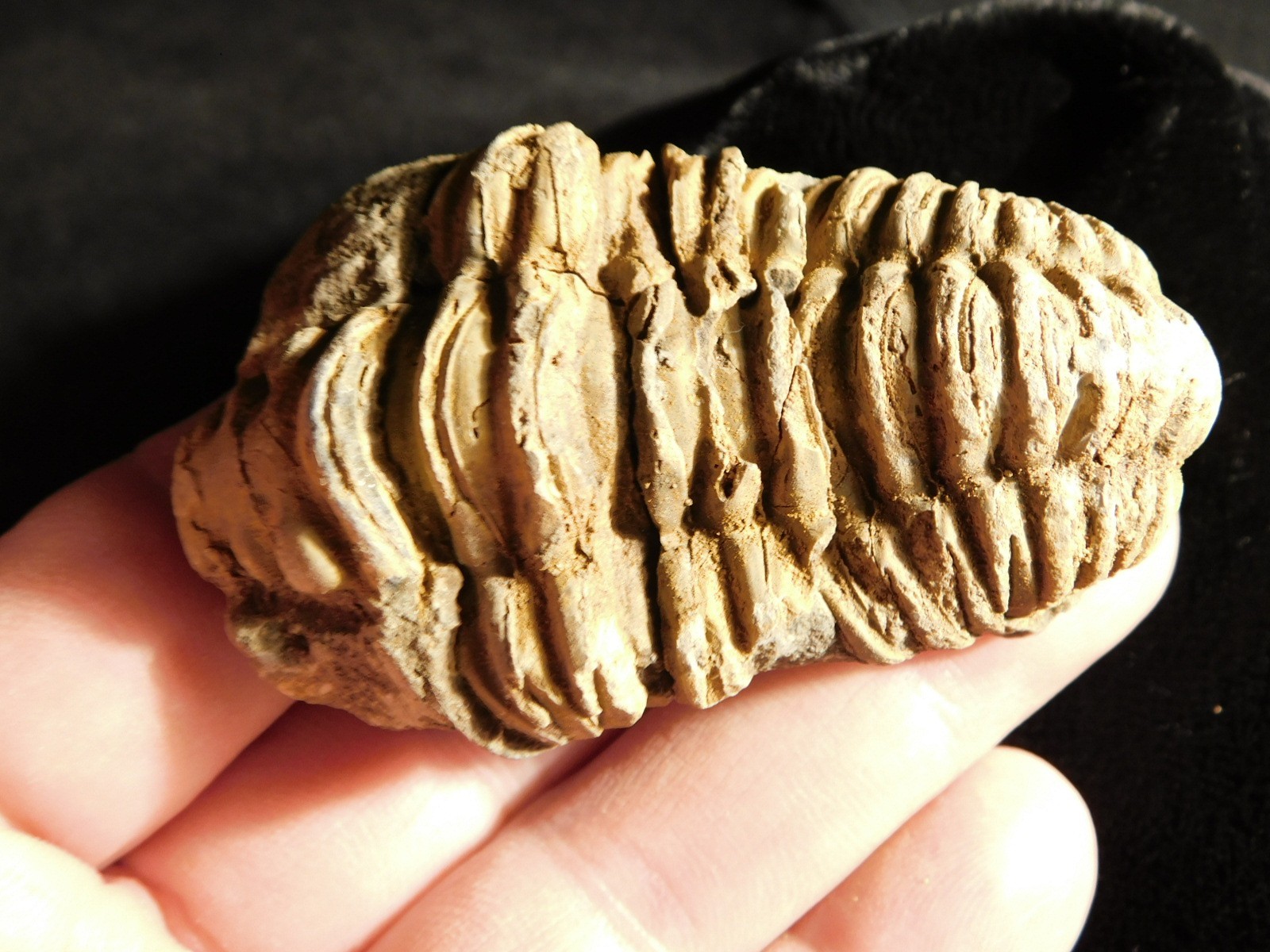 Big! 460 MILLION Year Old! Flexicalymene TRILOBITE Fossil Morocco 74.5gr