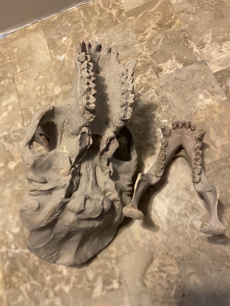 Gorilla Skull Replica Skull Large Cast Model Two Piece
