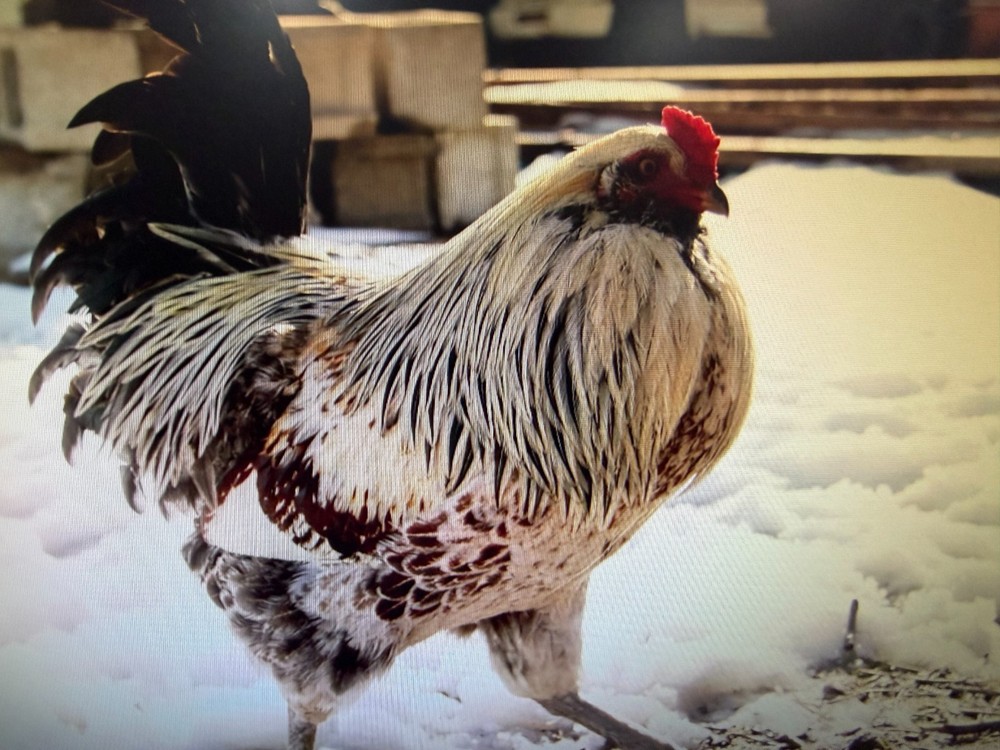 12 haching eggs (easter egger)