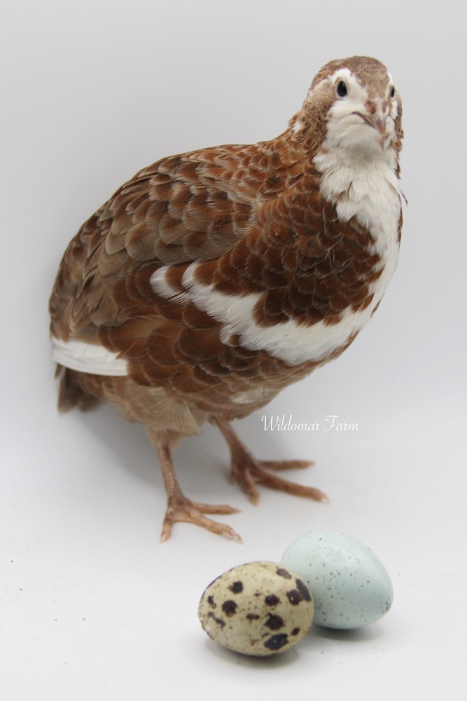 100+ Coturnix Quail Hatching Eggs