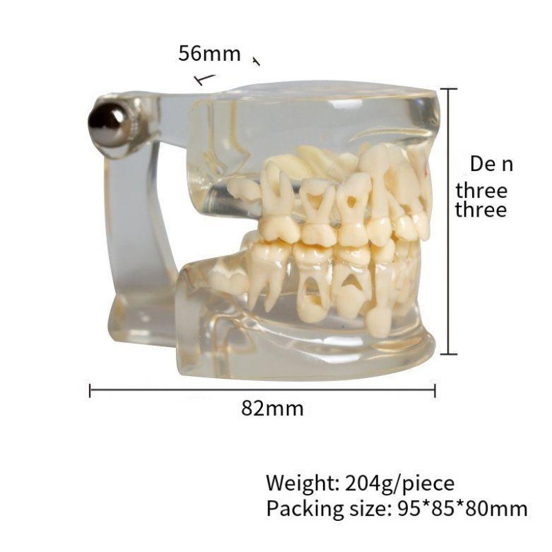 Dental Teeth Model Demo 3-12 Child Permanent Tooth Alternate Developement Proces
