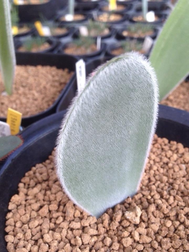 haemanthus unifoliatus, flowering size ~3cm in diameter
