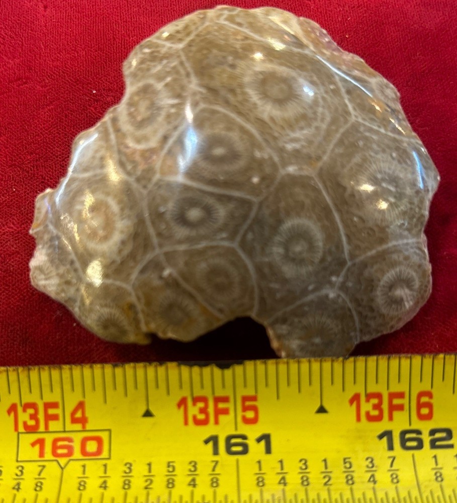 Petrified Coral End Polished