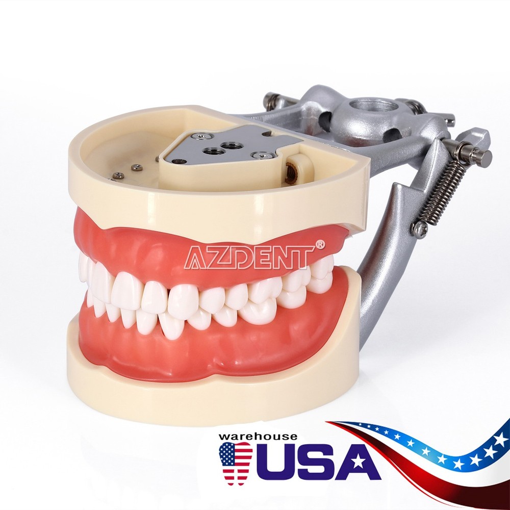 Dental Teeth Model With Removable Teeth Compatible with 200 teeth