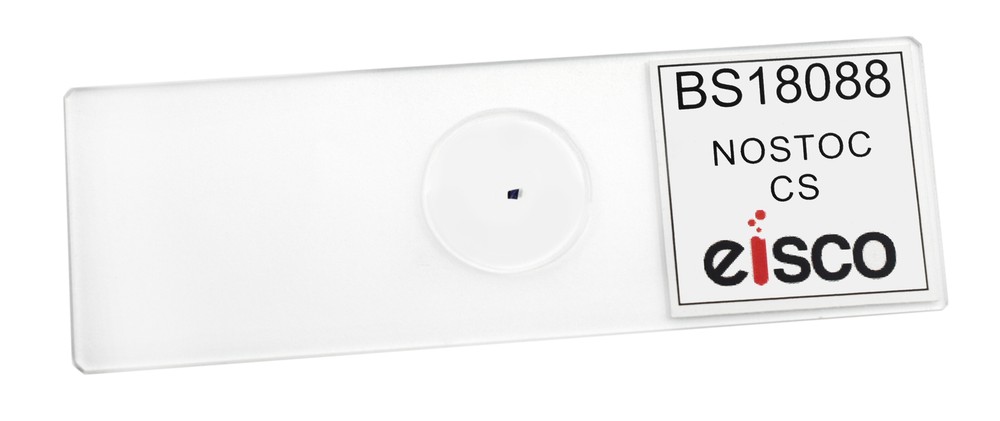 Nostoc Cross Section - Prepared Microscope Slide - 75x25mm - Eisco Labs