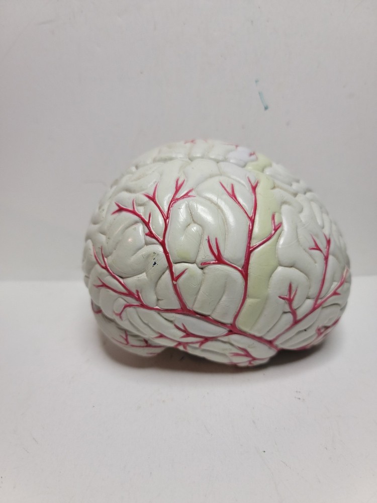 Human Brain Display Two parts Hard Plastic